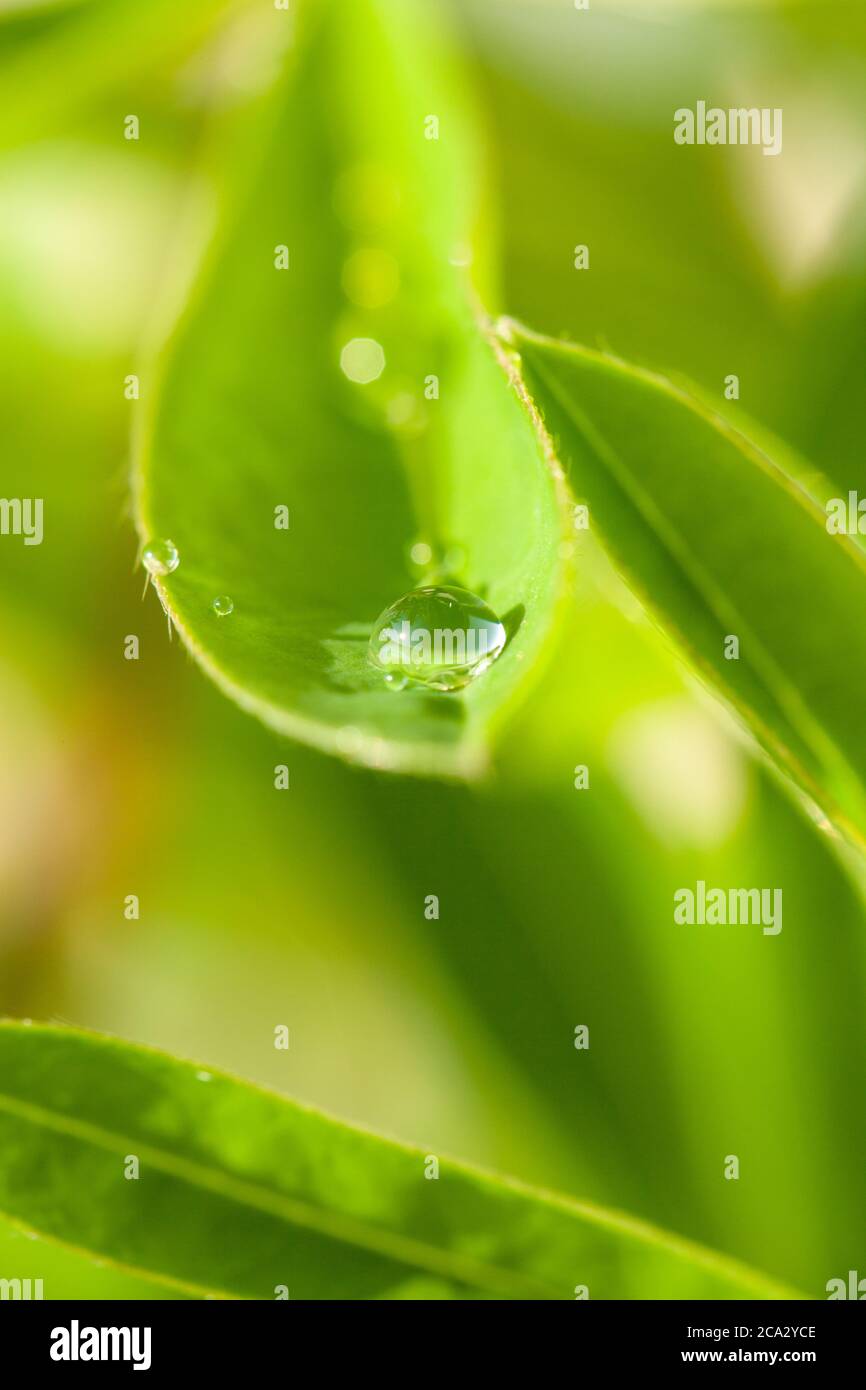 Gros plan d'une goutte d'eau sur une feuille verte Banque D'Images