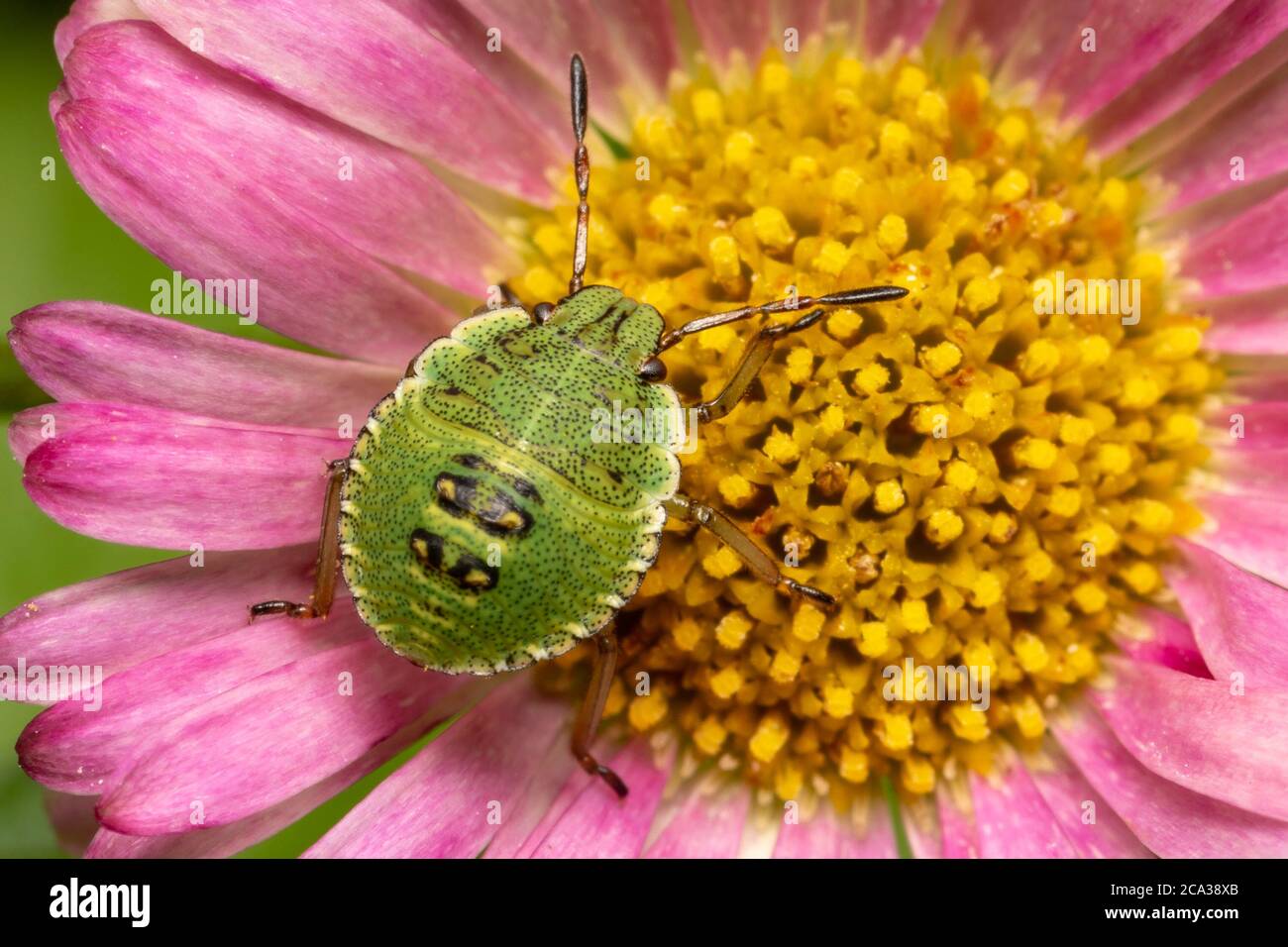 Bug du bouclier Banque D'Images