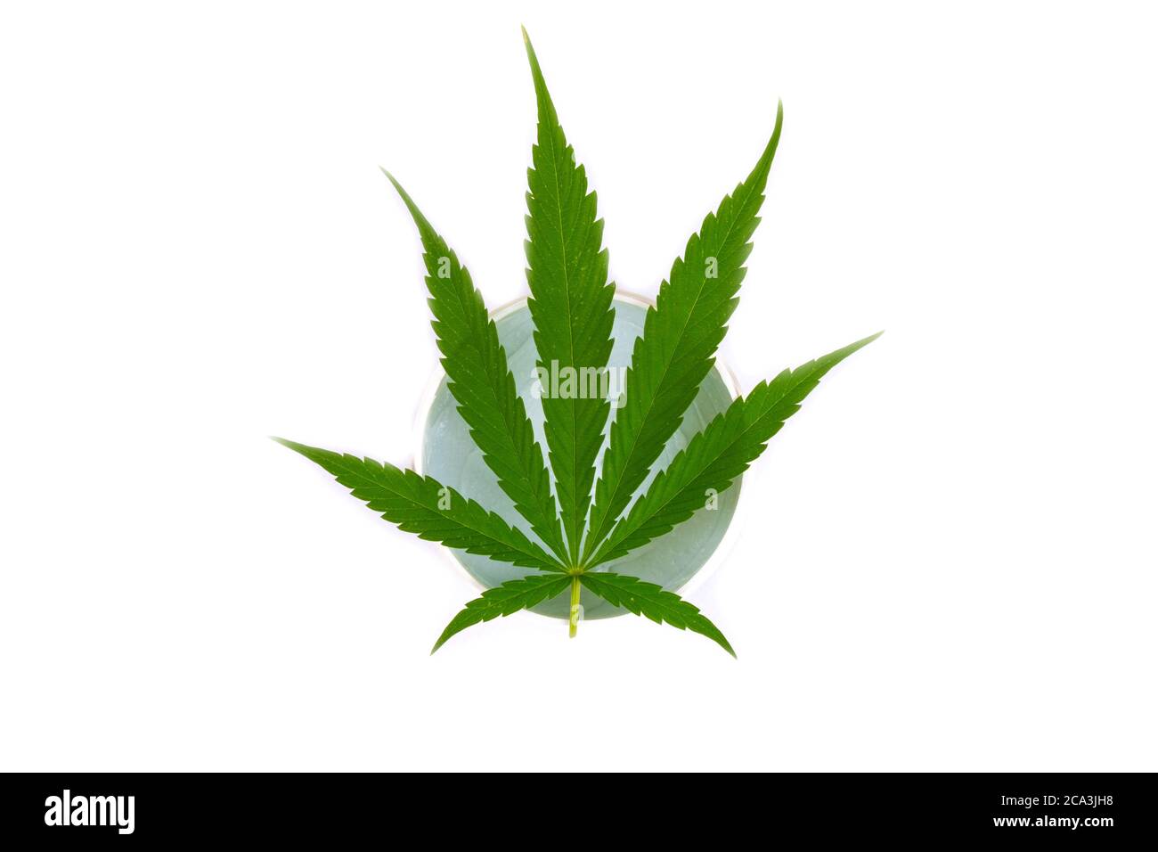 cosmétiques de soins du corps avec extrait de marijuana, beauté. crème hydratante et nettoyante de peau avec feuille verte plante de cannabis isolée sur fond blanc Banque D'Images