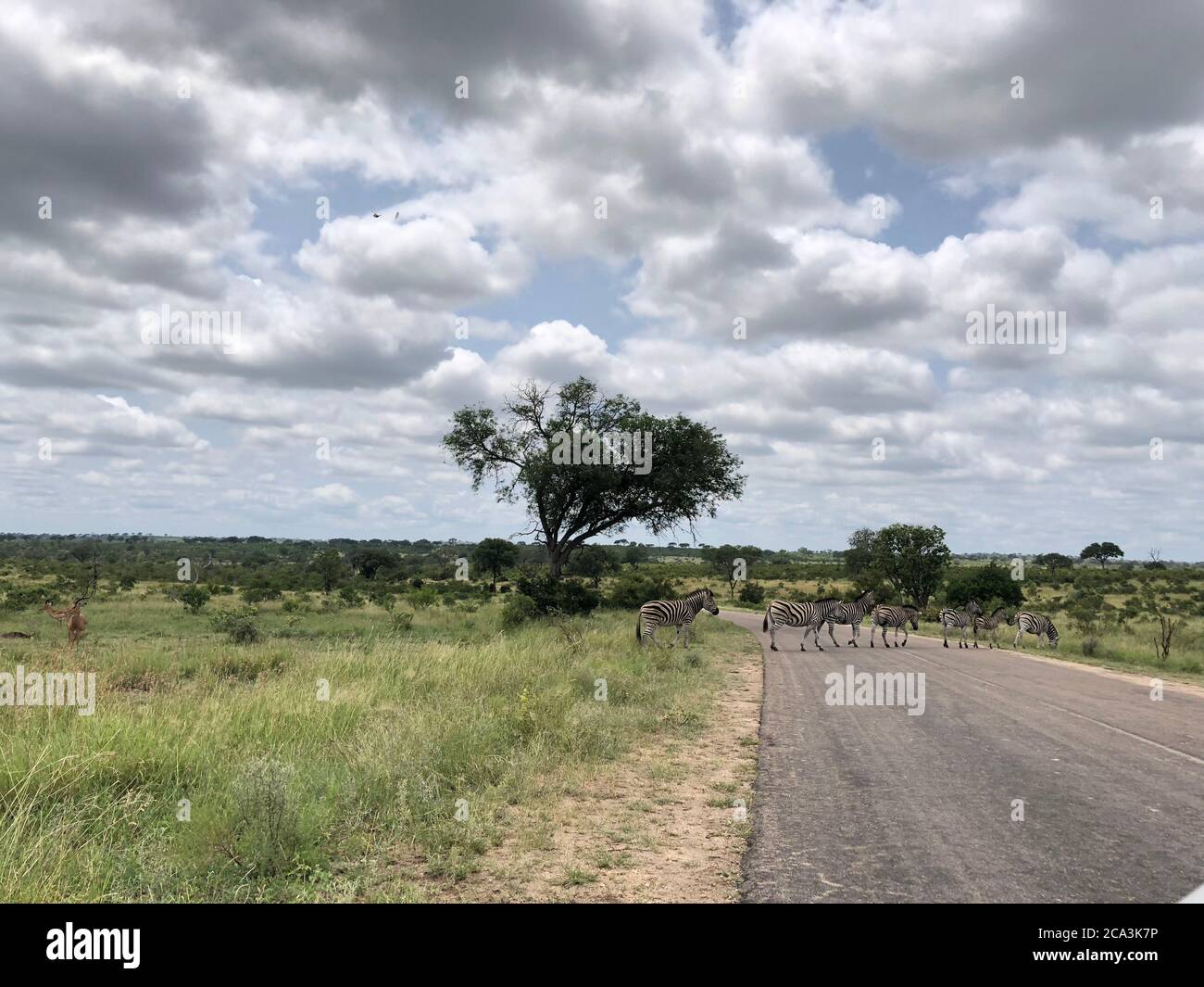 Zèbres traversant la rue au parc national Kruger, Afrique du Sud. Repéré lors d'un trajet en voiture de sport lors d'un safari. Banque D'Images