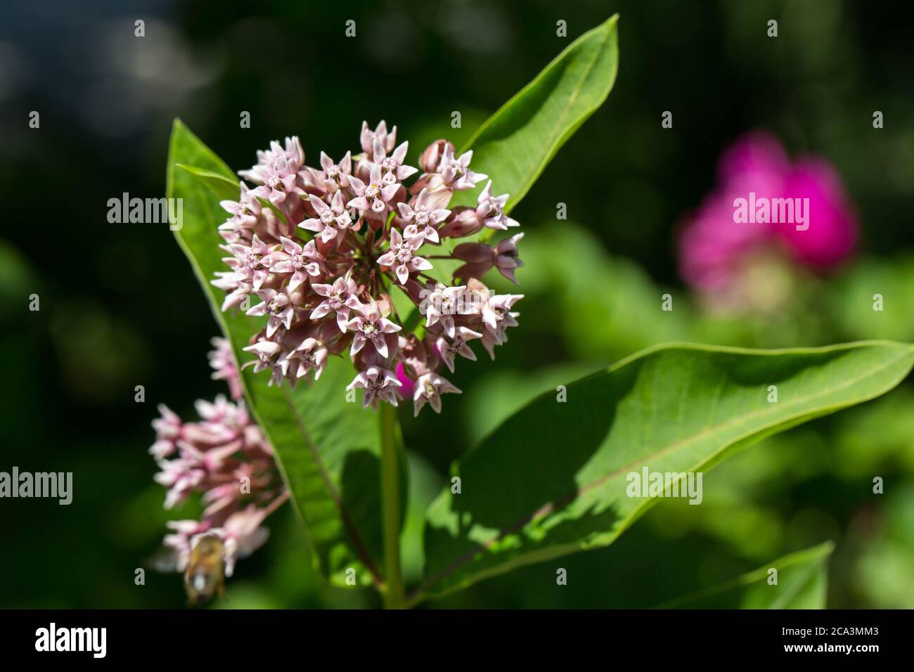 Gros plan d'Asclepias syriaca. Les noms communs incluent le milkweed, la fleur de papillon et le silkweed. Appartenant à la famille des Apocynacées. Banque D'Images