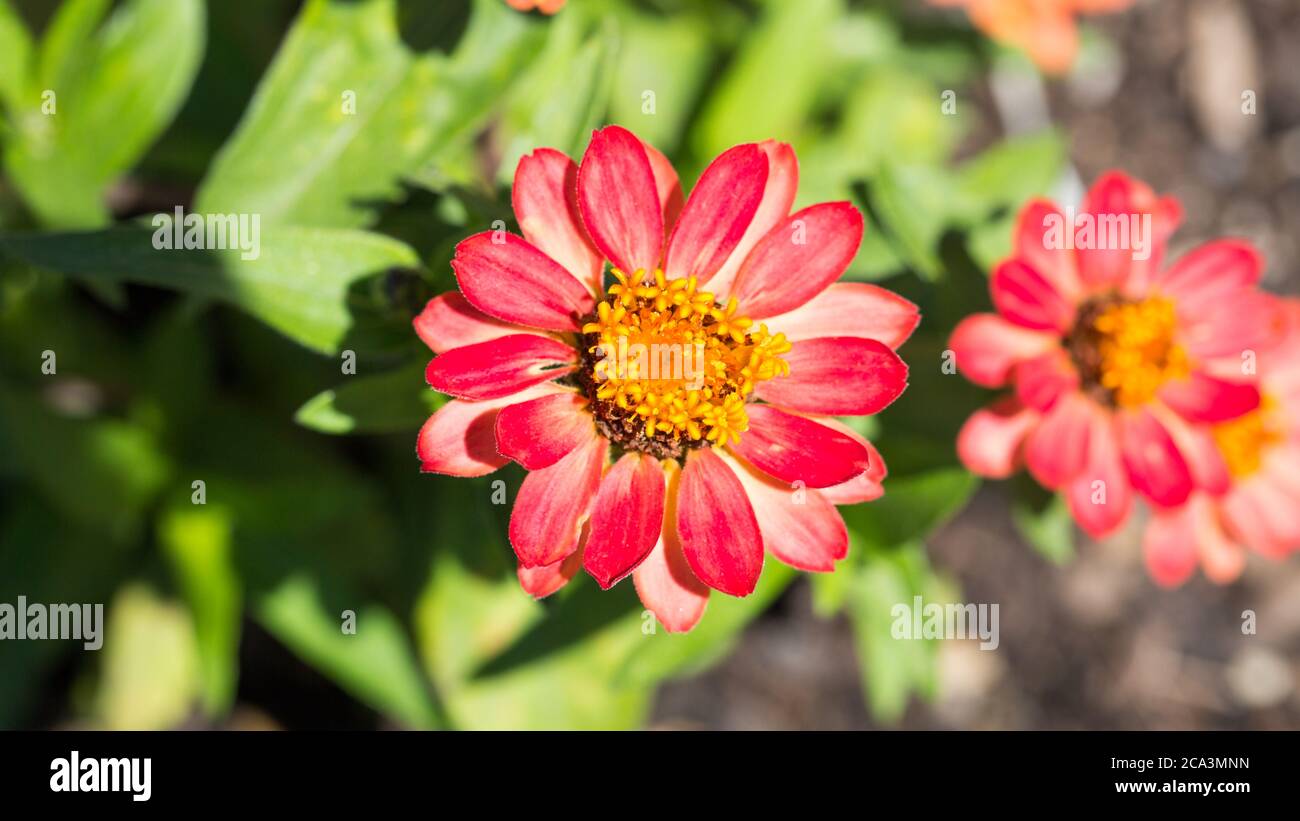 Gros plan d'une fleur de Zinnia. Avec pétales rouges et centre jaune. Appartenant à la famille des Asteraceae. Banque D'Images