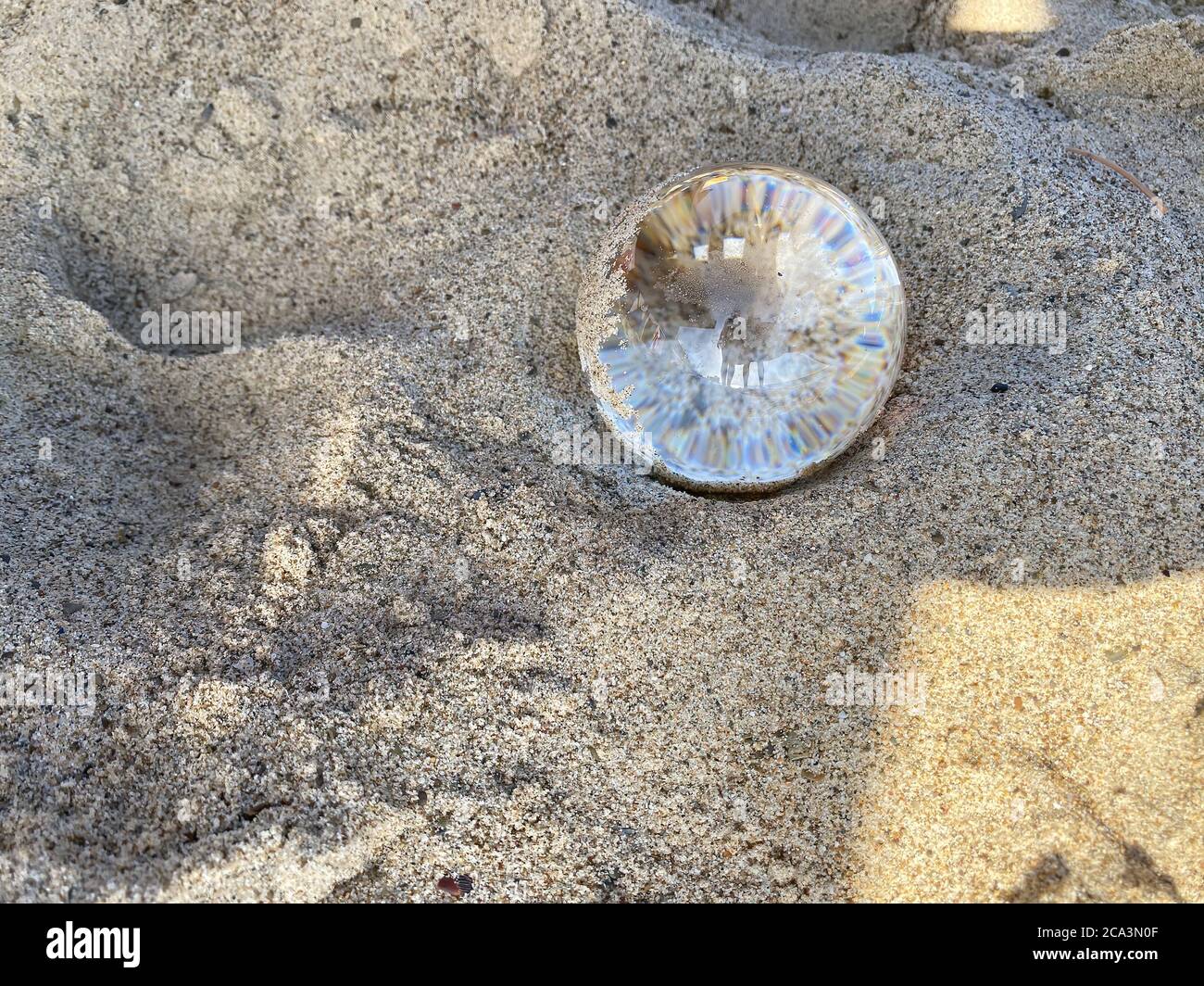 Petite méduse transparente sur le sable close up Photo Stock - Alamy
