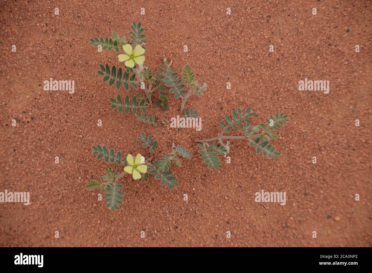 Algérie, Illizi, Parc national de Tassili n'Ajjer : pomme amère ou concombre amer ou désert Gourd ou vigne de Sodome (Colocynthis citrullus) (aujourd'hui Citrull Banque D'Images