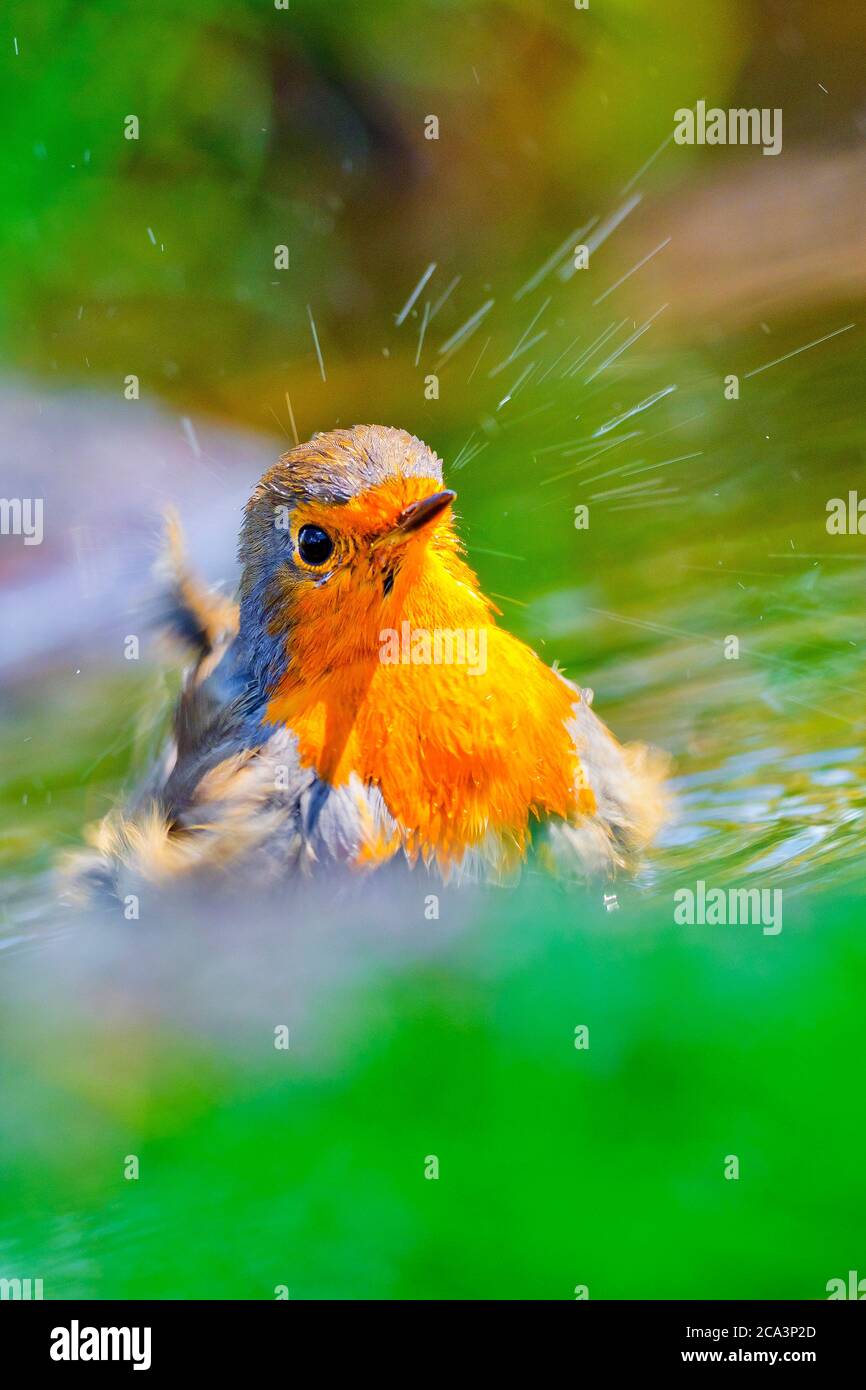 Robin, erithacus rubecola, Étang de la Forêt, Forêt méditerranéenne, Castille et Leon, Espagne, Europe Banque D'Images
