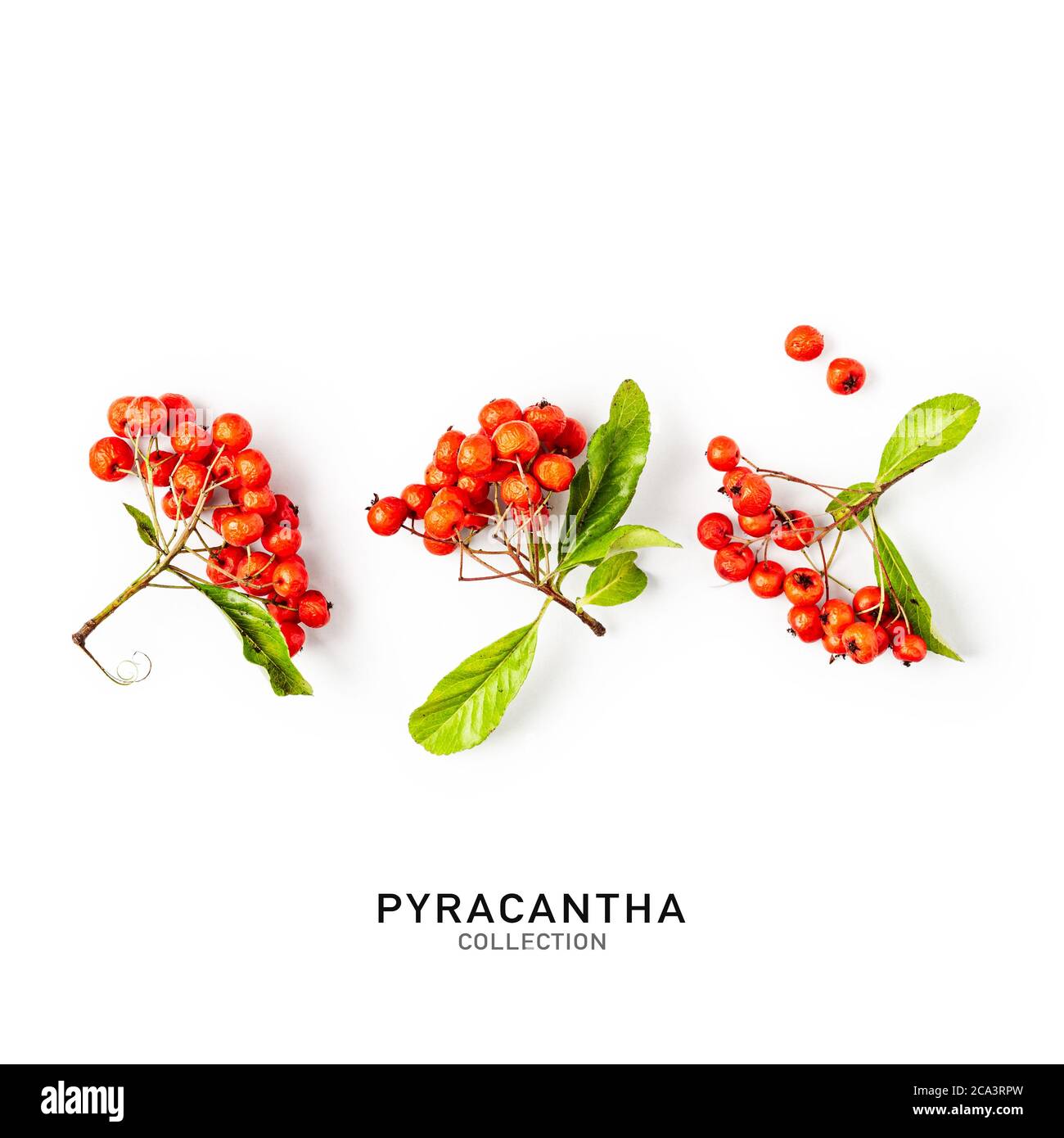 Branche de Pyracantha avec baies rouges, feuilles et tige dans le jardin d'automne. Ensemble floral isolé sur fond blanc. Vue de dessus, plan d'appartement. Éléments de conception Banque D'Images