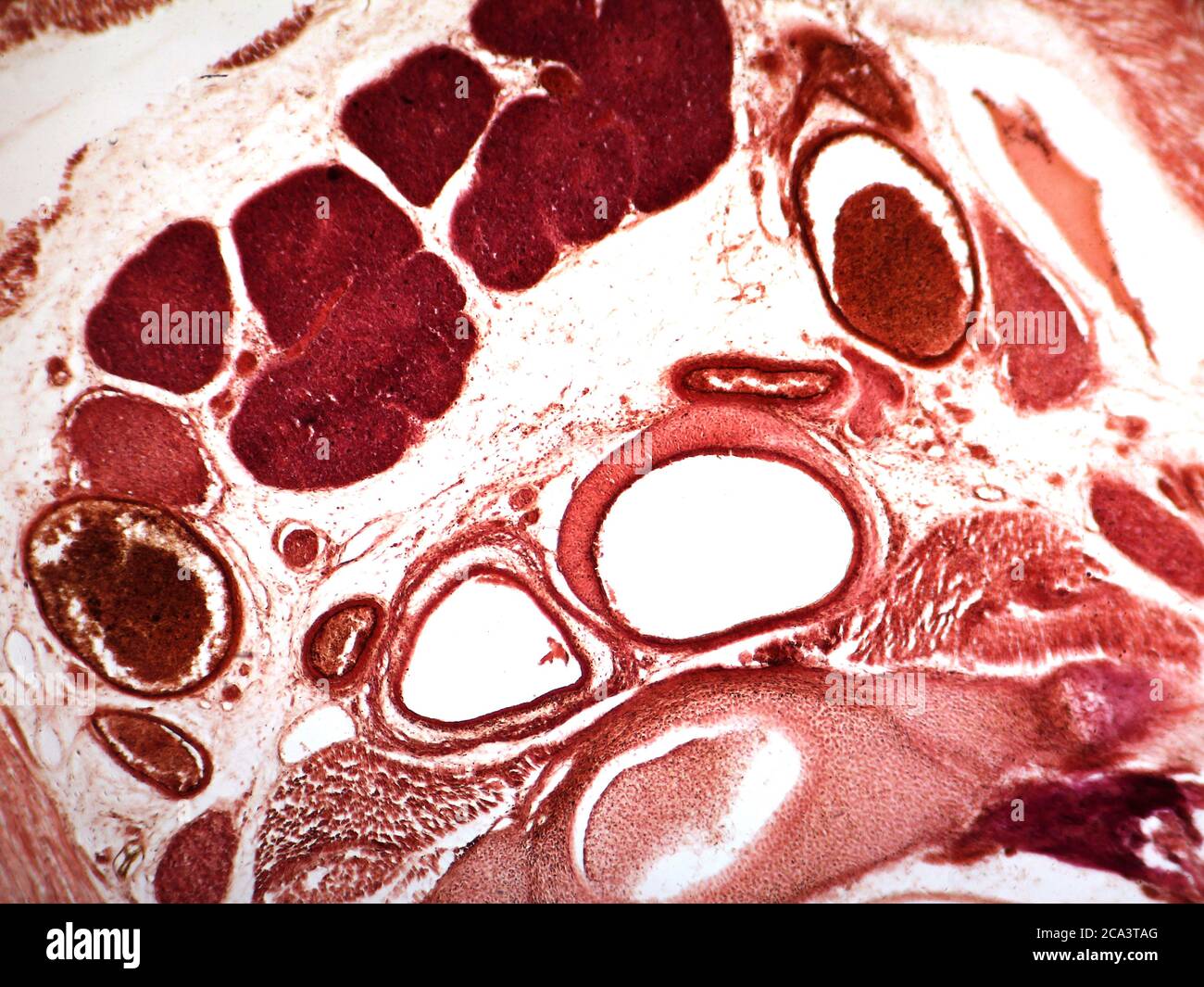 Microphotographie de la coupe transversale du pharynx et du larynx de la souris. Banque D'Images