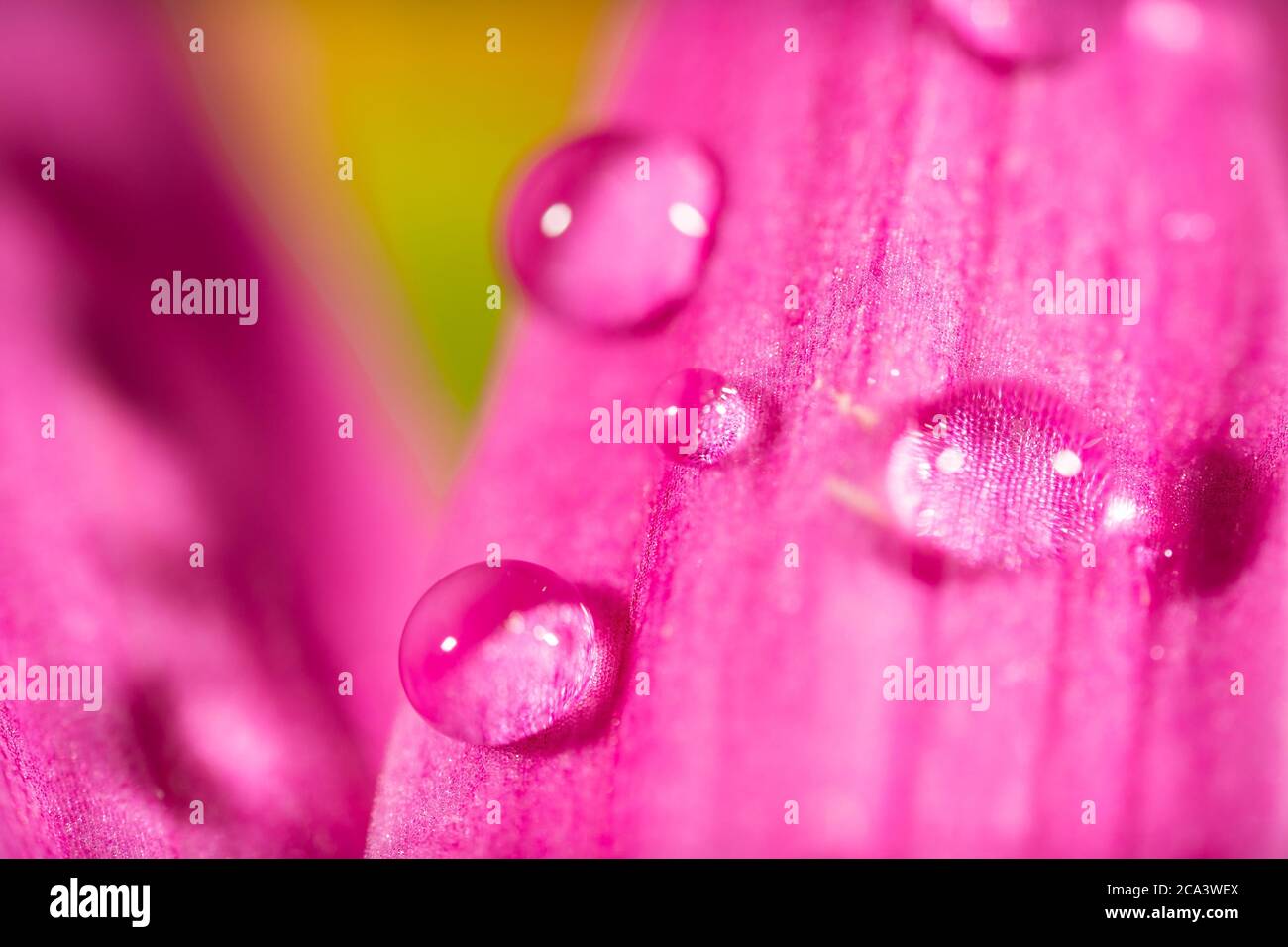 Photo macro vibrante d'une fleur pourpre et jaune. Texture d'arrière-plan floral. Banque D'Images