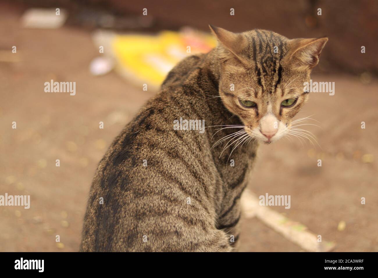 Chat indien brun et blanc dans la rue Banque D'Images