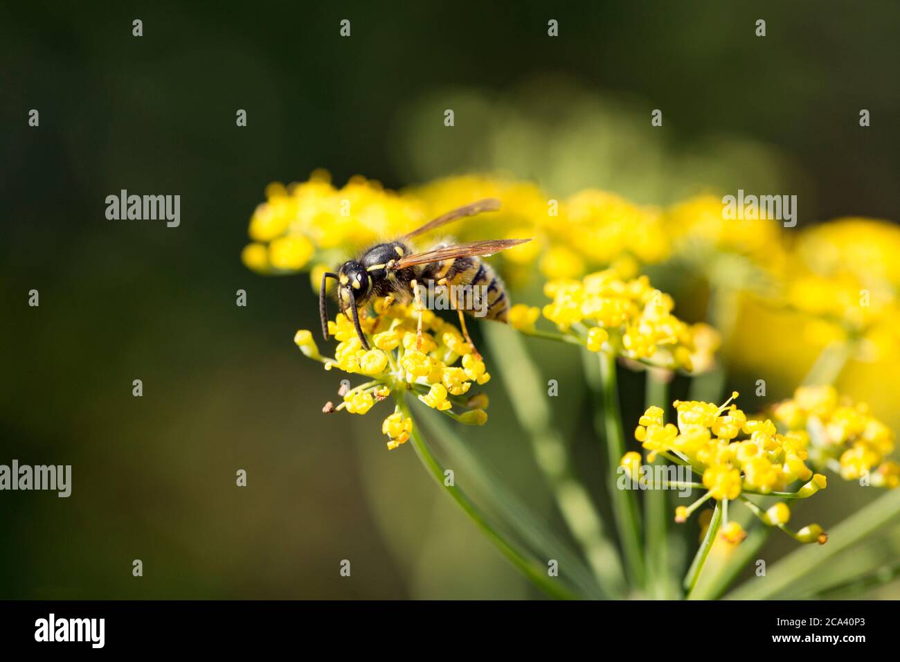 Une guêpe se nourrissant du fenouil à fleurs, le Foenicule vulgare, qui pousse sauvage à côté d'un sentier. Dorset Angleterre GB Banque D'Images