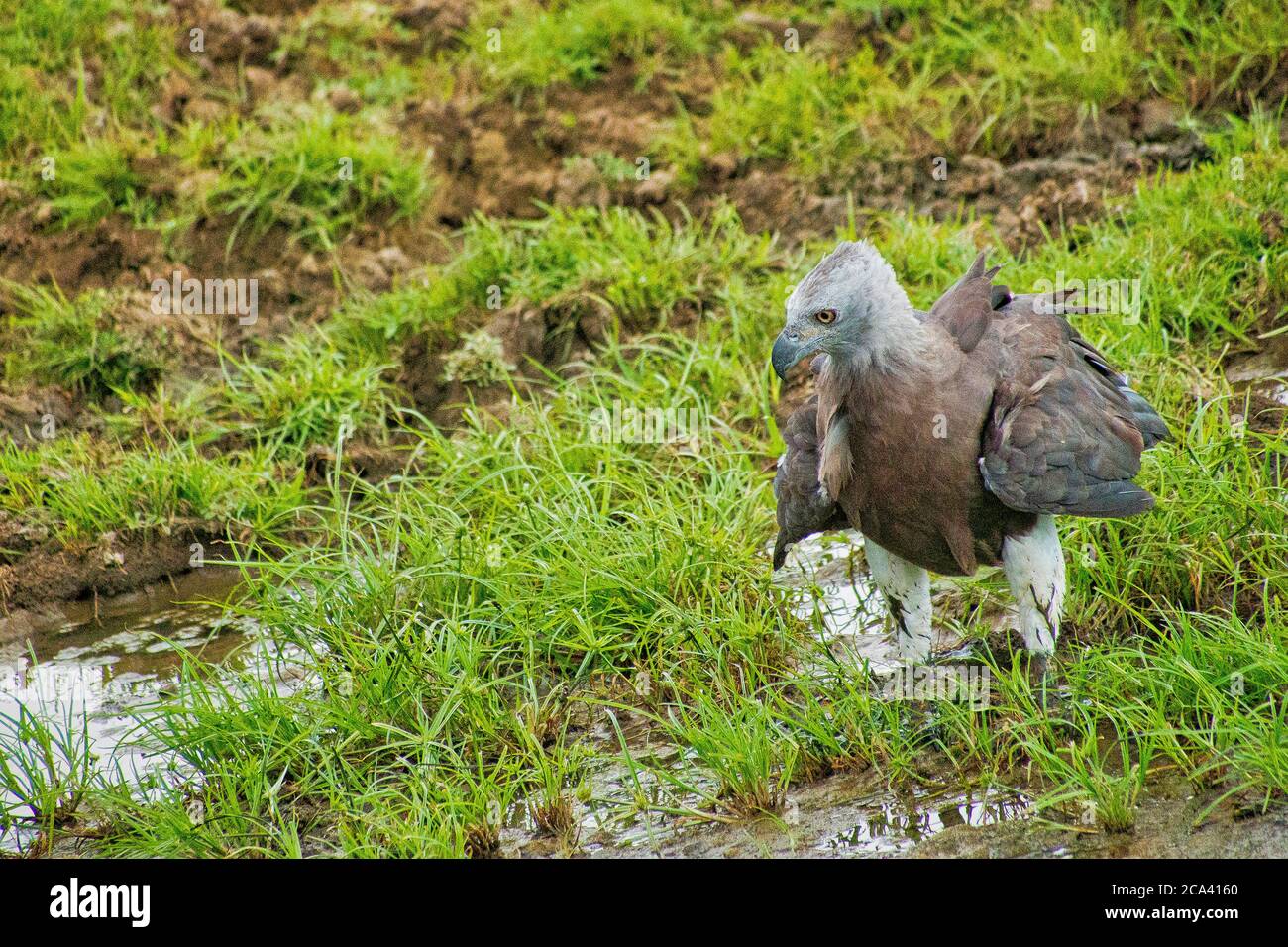 Aigle à poissons à tête grise, Ichthyophaga ichthyaetus, parc national d'Udawalawe, Sri Lanka, Asie Banque D'Images