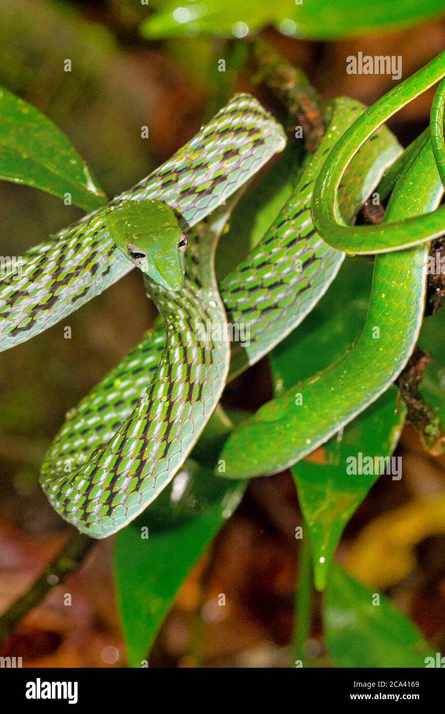 Serpent à vigne verte, serpent whip à long nez, Ahaetulla nasuta, forêt tropicale du parc national de Sinharaja, site du patrimoine mondial, UNESCO, Bioreserve, Sri Lanka Banque D'Images