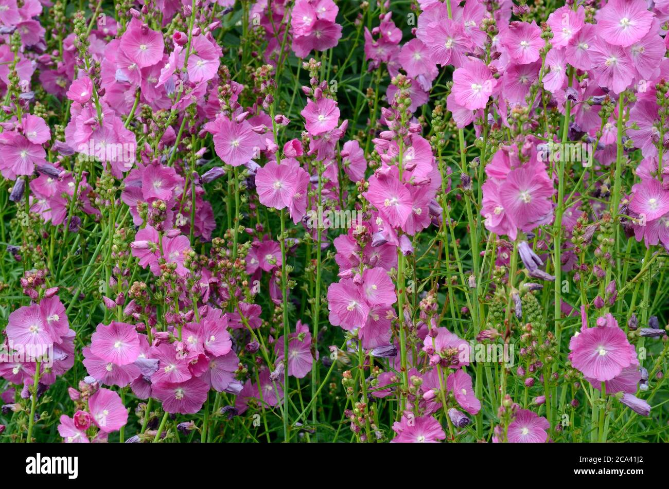 Sidalcea Party Girl prairie de bouquets de fleurs roses Banque D'Images