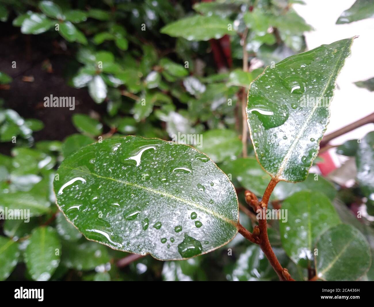 L'eau de pluie reposant sur les feuilles des arbres à Madrid. Banque D'Images