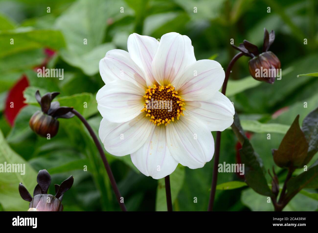 Dahlia Bishop de Douvres fleur de fleur de tubercule de dahlia à fleurs uniques Banque D'Images