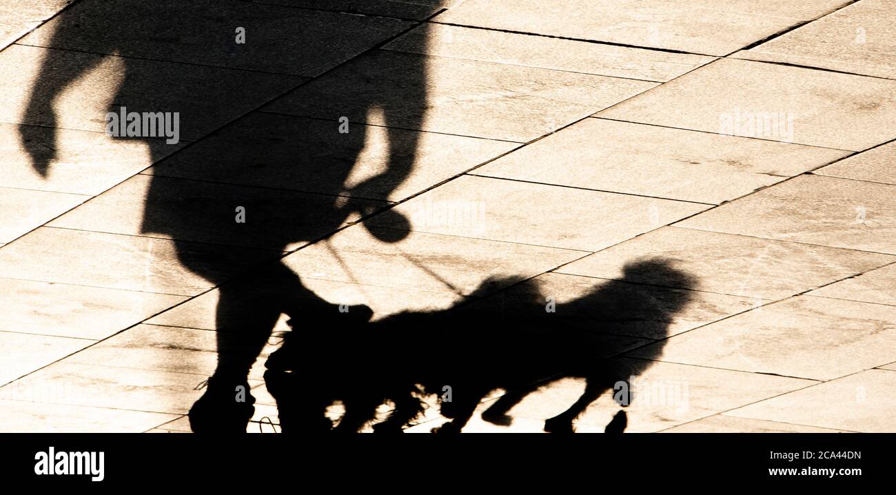 Silhouette floue de l'ombre d'un homme mûr marchant deux petits chiens sur une laisse, sur un trottoir Banque D'Images