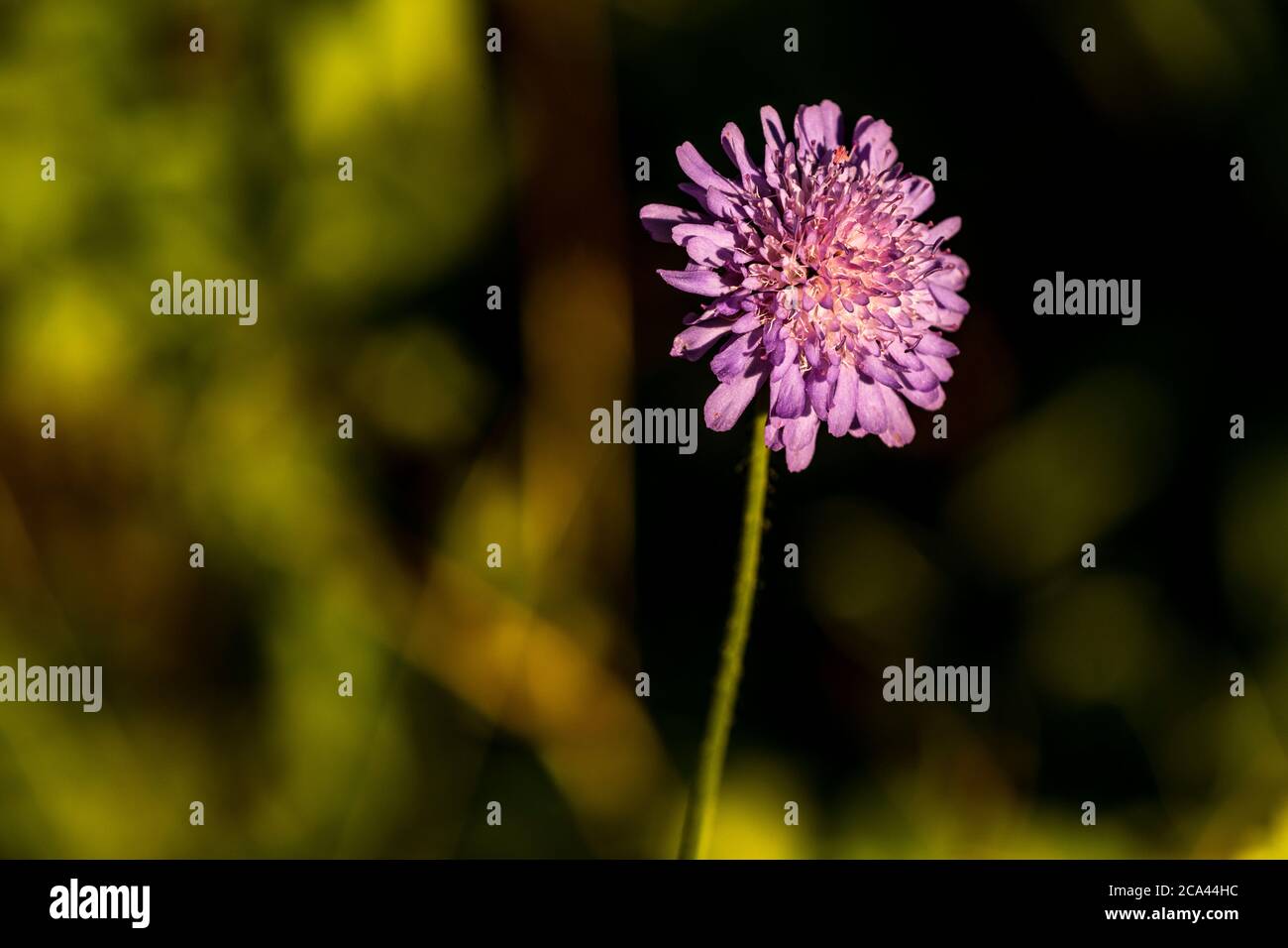 Champ scabieux - Knautia arvensis. Jardin de Rose Cottage. Banque D'Images