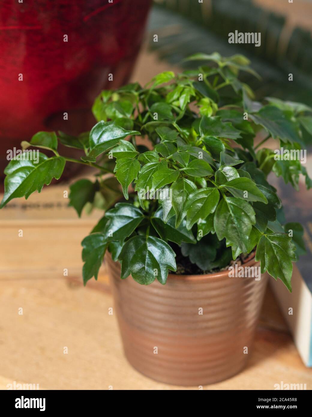 Arbre ombrelle nain, Schefflera arboricola dans le pot Banque D'Images