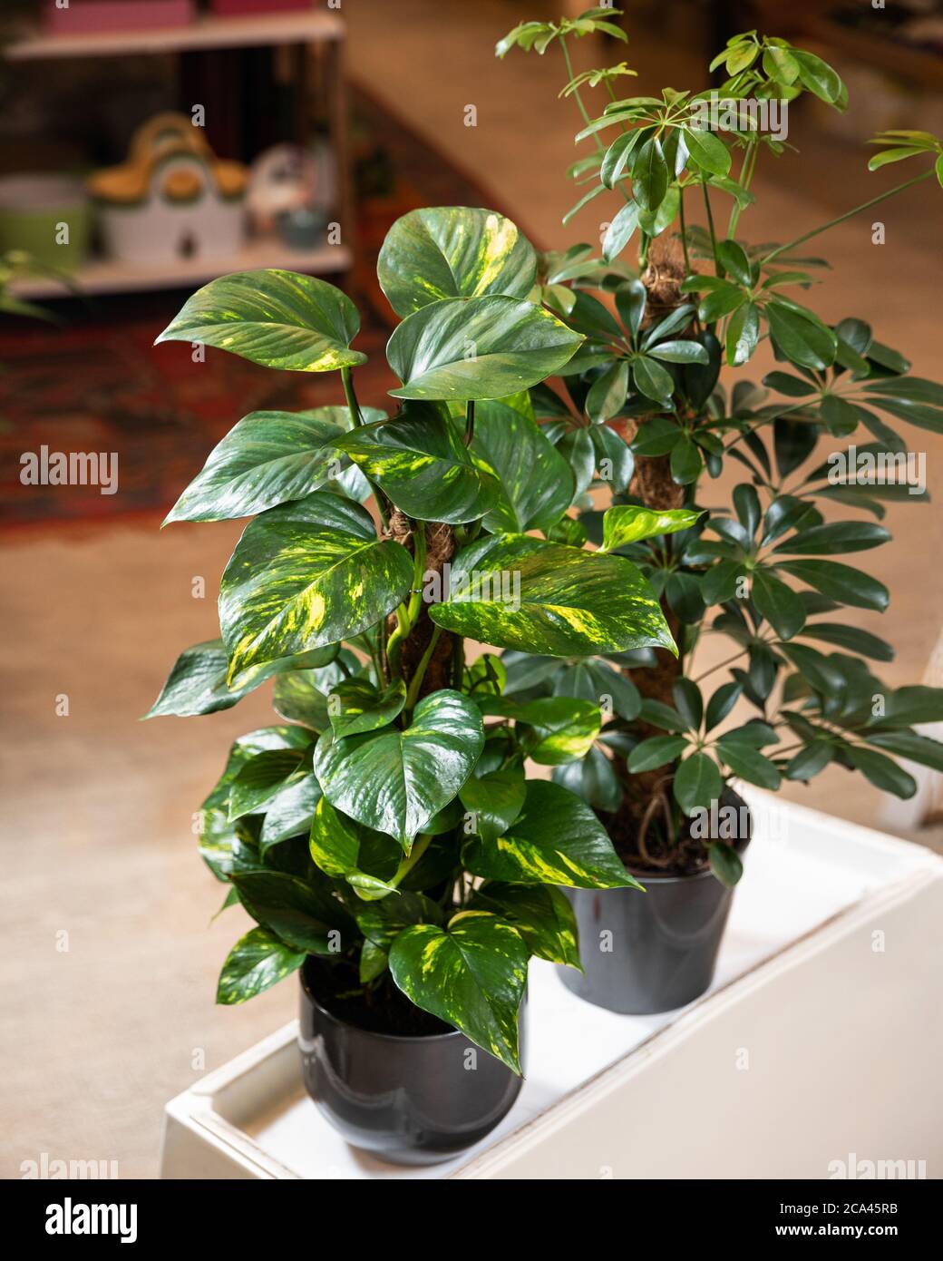 Golden Pothos, ivy du diable, plante Epipremnum aureum avec Schefflera, arbre ombrelle du Dwarf Banque D'Images