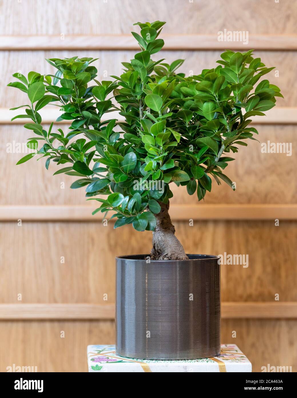 Bonsai figuier dans le pot noir avec fond en bois Banque D'Images