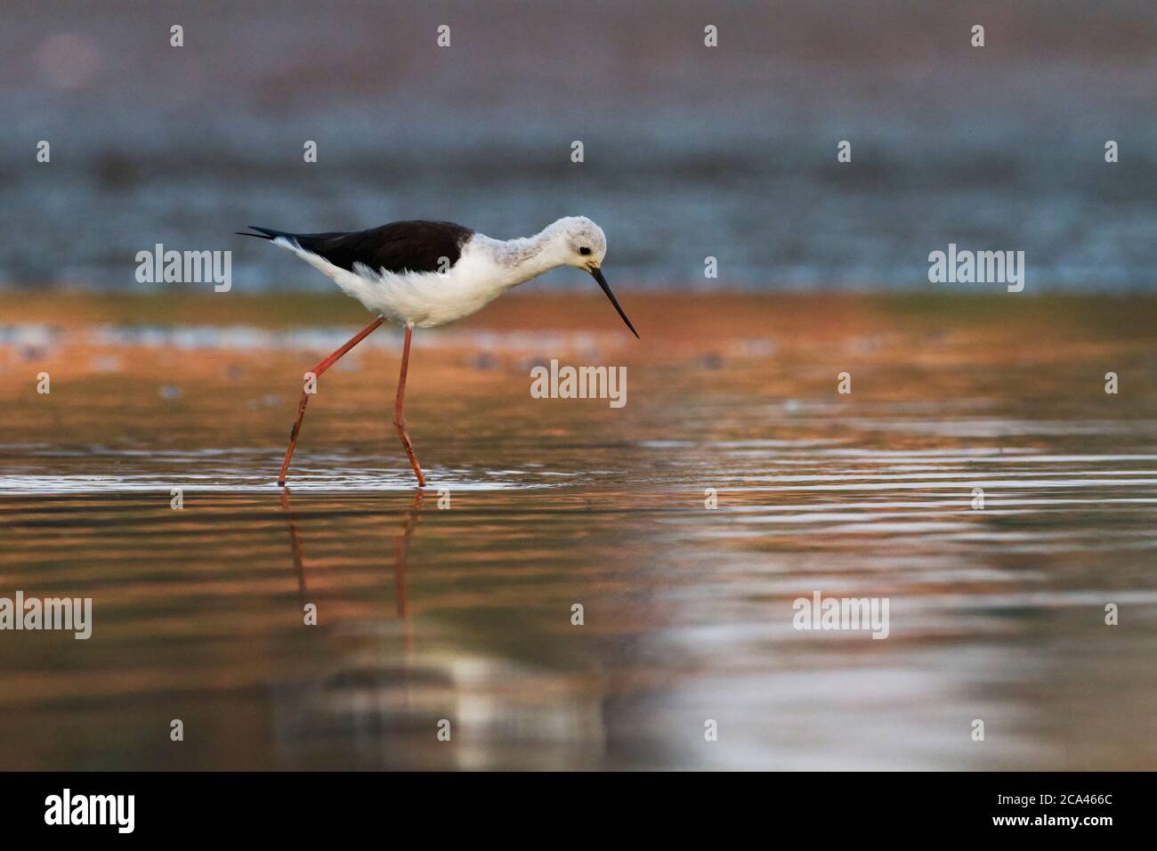 Black-winged Stilt (Himantopus himantopus) alimentation par l'eau. La black-winged stilt est un très long-legged échassier dans l'avocette et s Banque D'Images