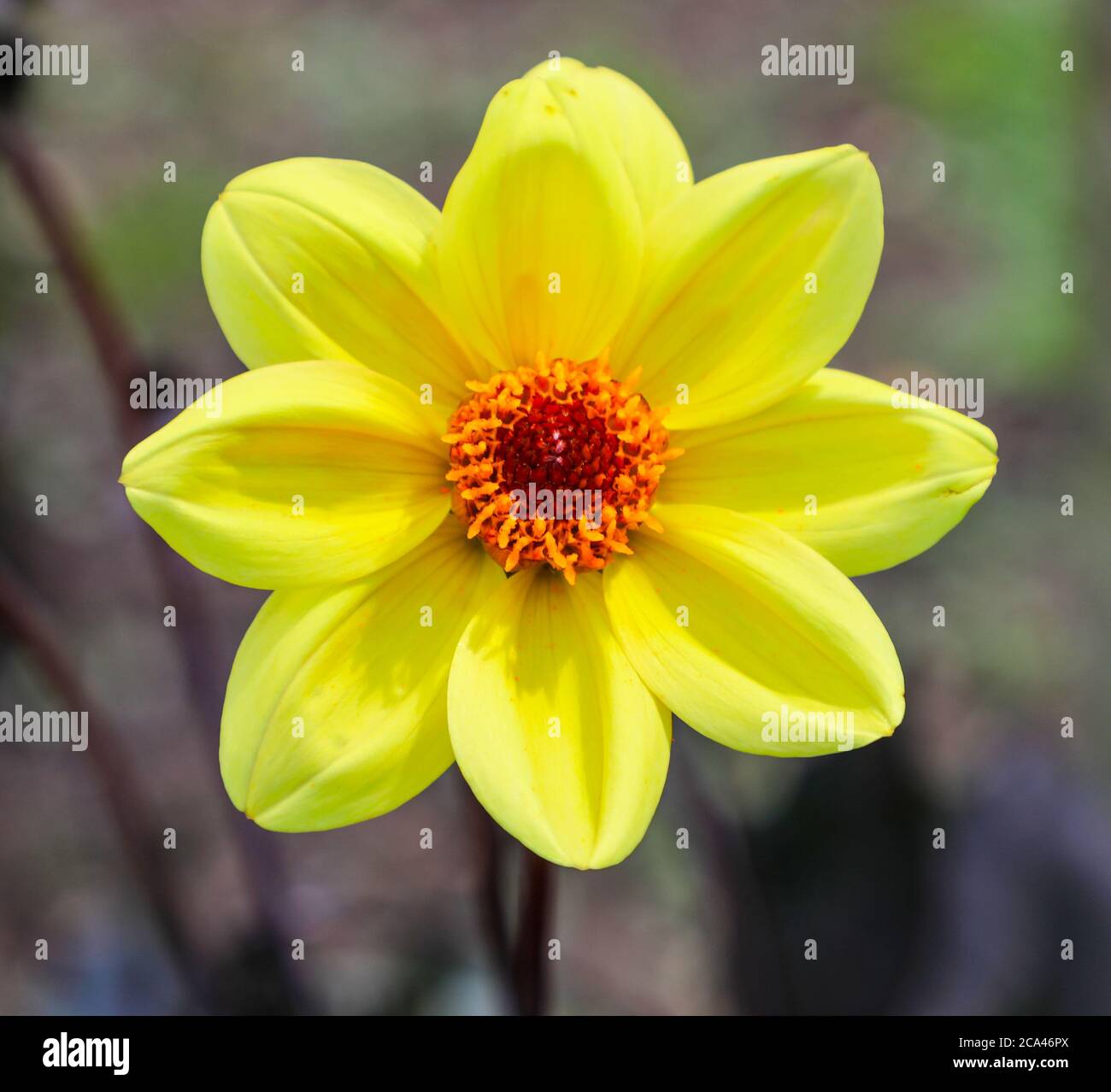 Gros plan d'une fleur jaune d'un Dahlia « Classic Summertime » à la National Dahlia Collection, Penzance, Cornouailles, Angleterre Banque D'Images