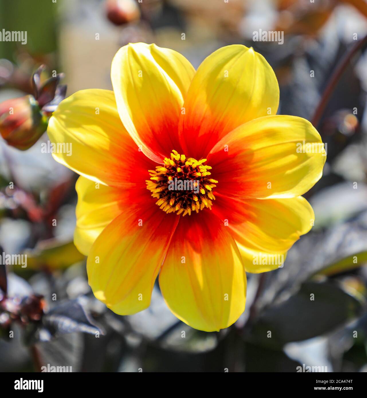 Gros plan d'une tête de fleur jaune et rouge d'un « feu de terre » Dahlia à la National Dahlia Collection, Penzance, Cornouailles, Angleterre Banque D'Images