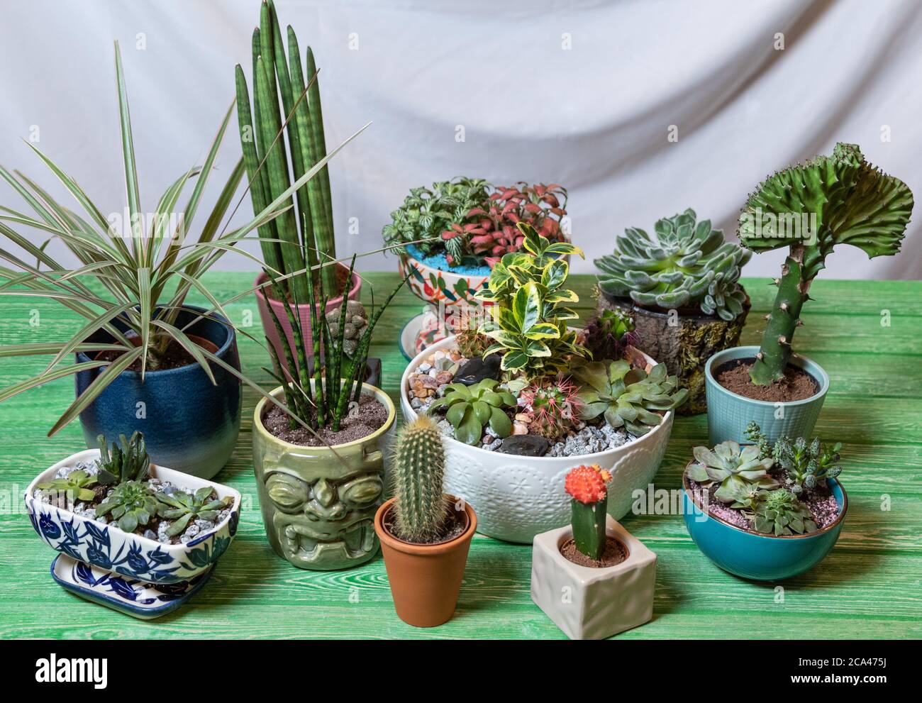 Sansevieria cylindrica Straight - Cylindrical Snake Plant, Sansevieria Fernwood Mikado, Moon Cactus, Dracaena draco, terrarium. Succulents sur la bree Banque D'Images