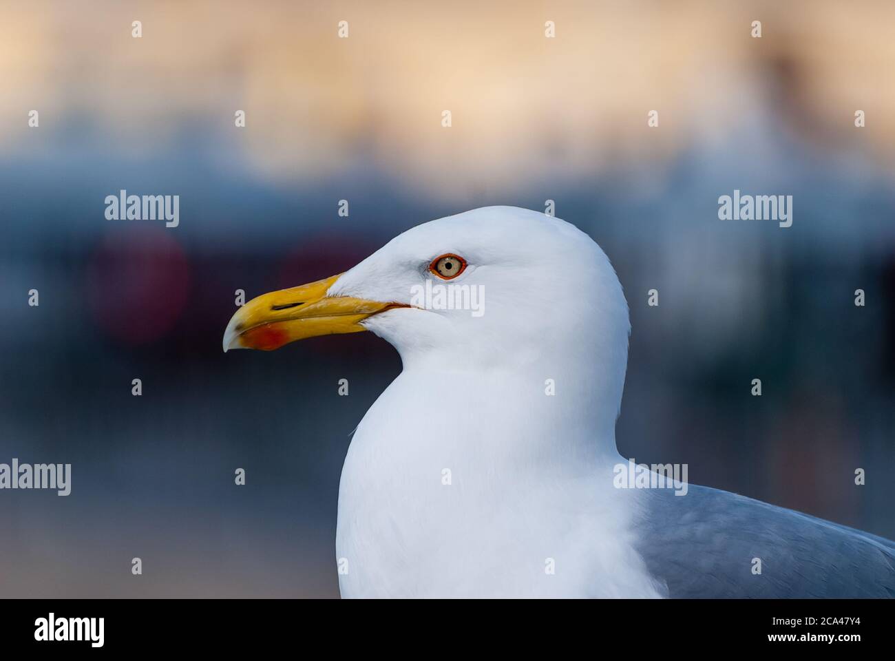 Le grand goéland à dos noir (Larus marinus), appelé par erreur le plus grand goéland à dos noir par certains, est le plus grand membre de la famille des goélands. Banque D'Images