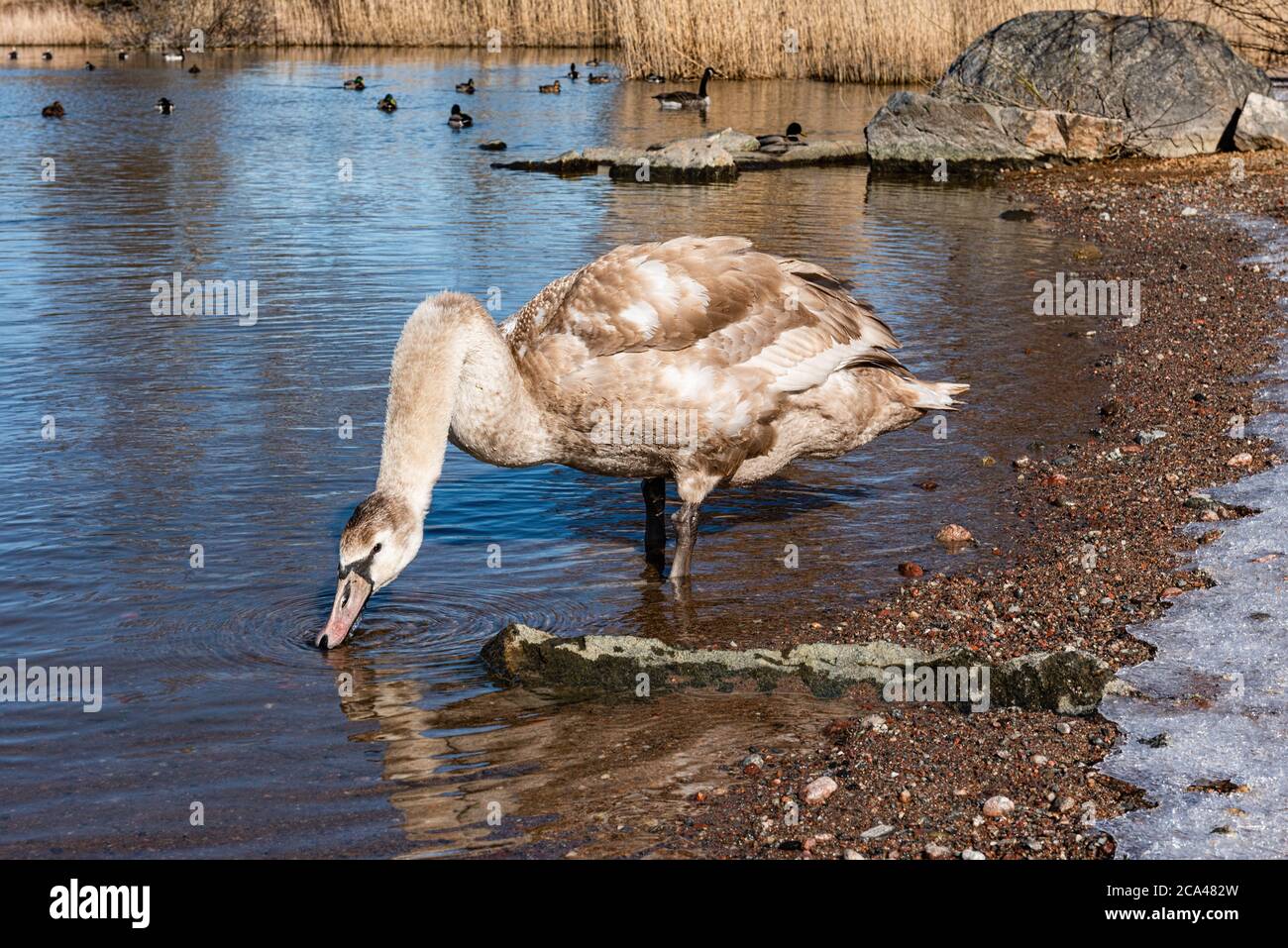 Les cygnes sont des oiseaux de la famille des Anatidés dans le genre Cygnus. Banque D'Images