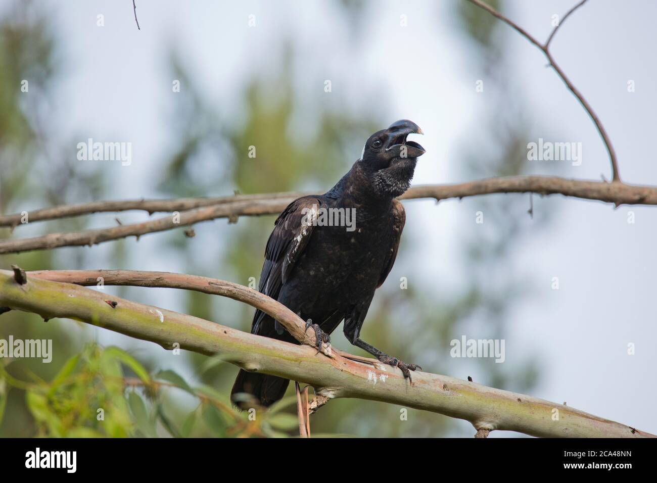 Le corbeau (Corvus crassirostris). Cet oiseau est le plus grand membre de la famille Raven et est aussi le plus grand oiseau percheur (Passériformes) r Banque D'Images
