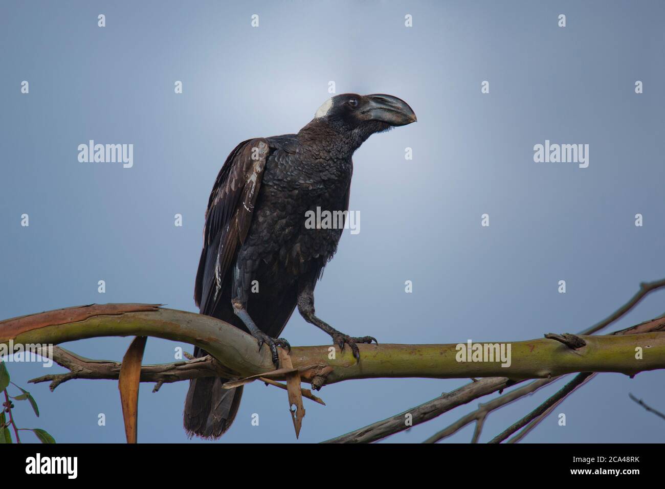 Le corbeau (Corvus crassirostris). Cet oiseau est le plus grand membre de la famille Raven et est aussi le plus grand oiseau percheur (Passériformes) r Banque D'Images
