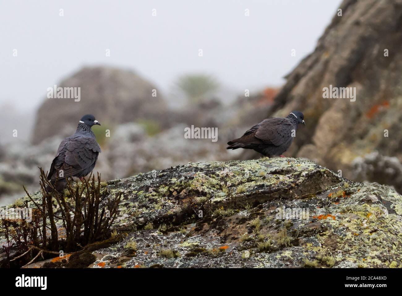 Le pigeon à col blanc (Columba albitorques) est une espèce d'oiseau de la famille des Columbidae. L'espèce est endémique dans les hautes terres éthiopiennes de l'ER Banque D'Images