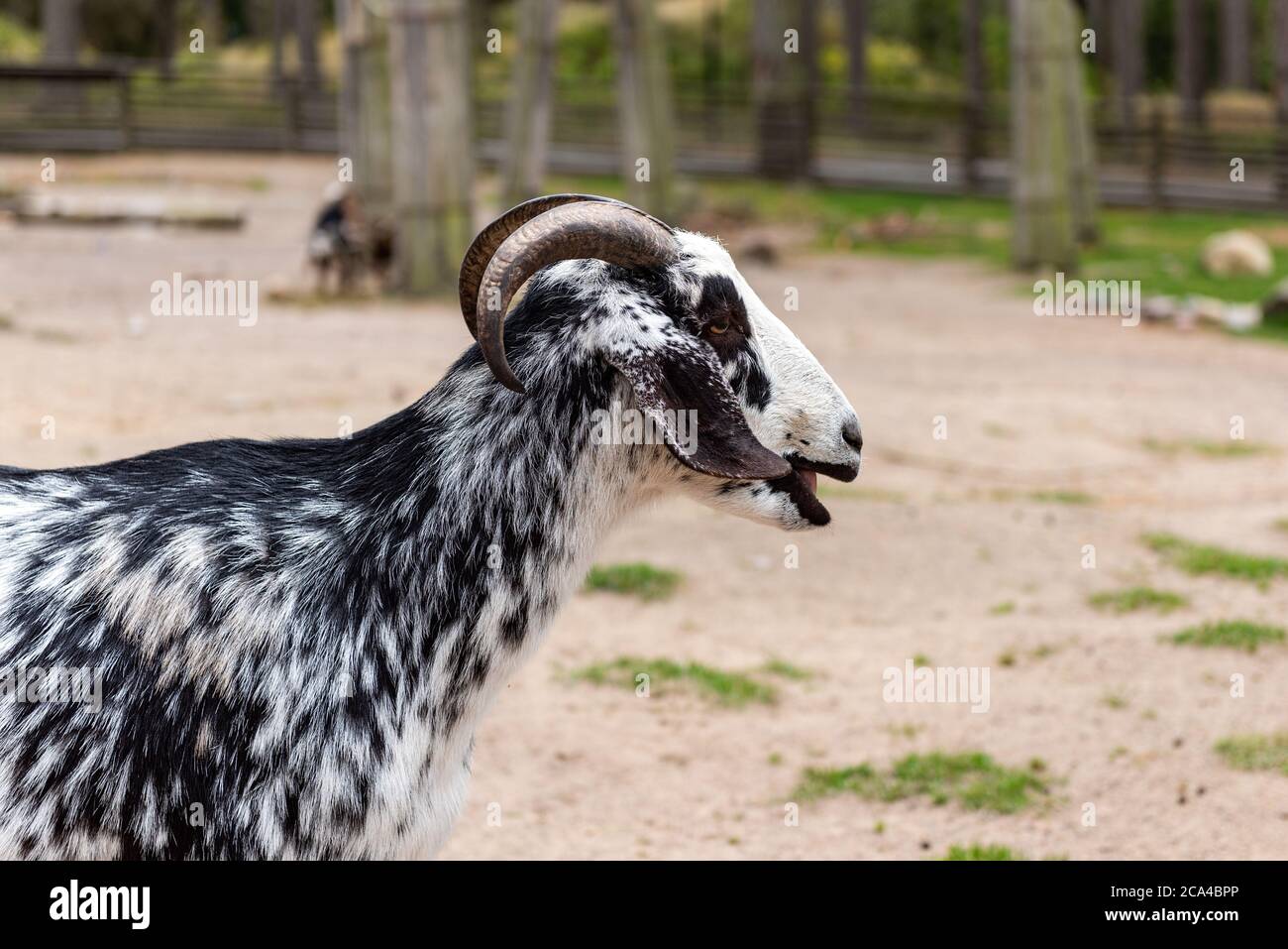 La chèvre domestique ou simplement la chèvre (Capra aegagrus hircus) est une sous-espèce de C. aegagrus domestiqué de la chèvre sauvage de l'Asie du Sud-Ouest et de l'est Banque D'Images
