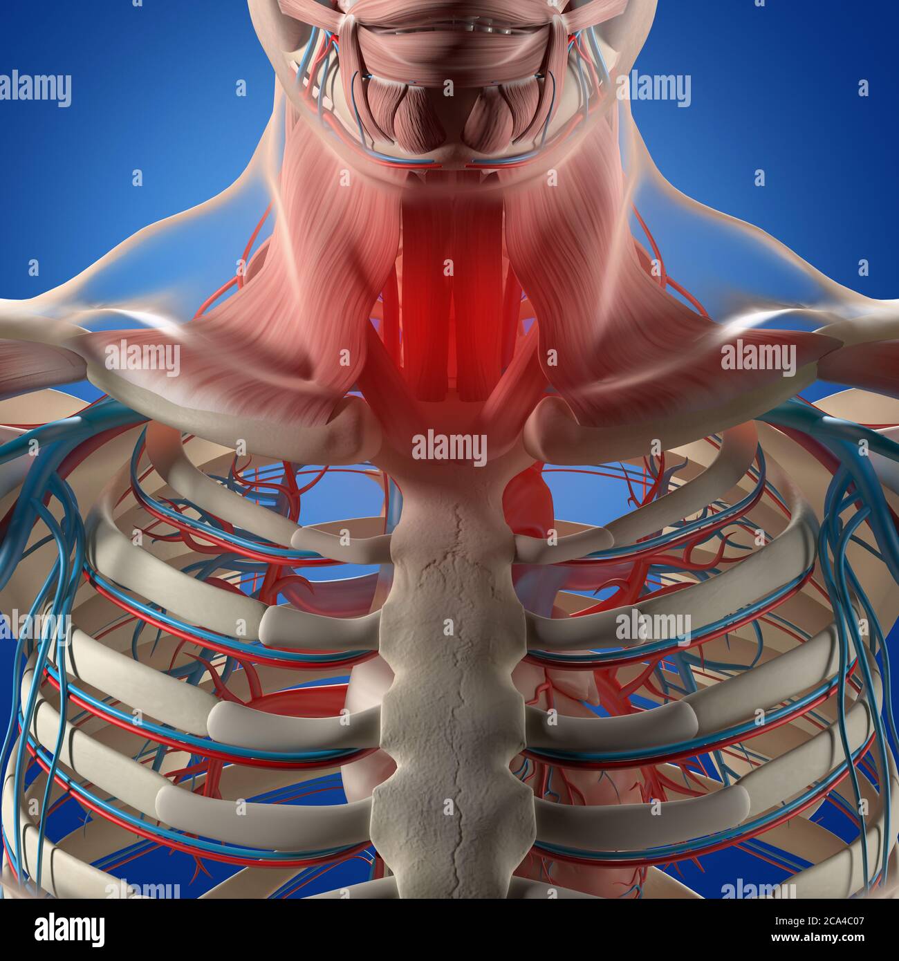 Illustration de l'anatomie humaine. Poitrine, cage thoracique, système vasculaire. illustration 3d. Banque D'Images