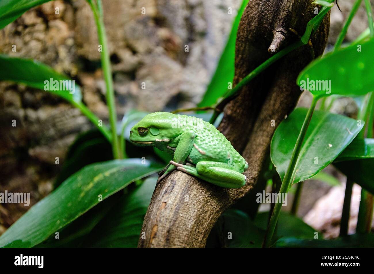 Le Dryophytes gratiosus, communément appelé grenouille des arbres aboyés, est une espèce de grenouille des arbres endémique au sud-est des États-Unis. Banque D'Images