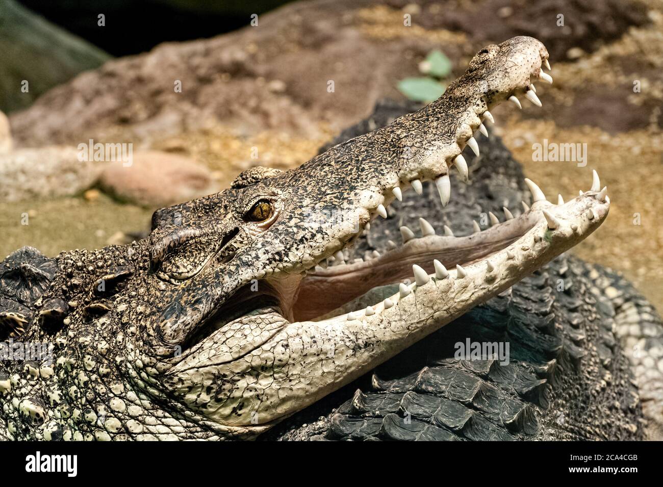 Le crocodile cubain (Crocodylus rhombifer) est une petite espèce de crocodile que l'on ne trouve qu'à Cuba. Banque D'Images