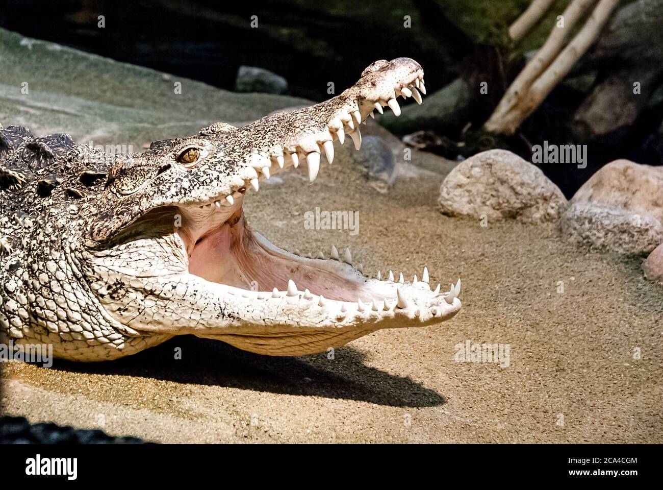 Le crocodile cubain (Crocodylus rhombifer) est une petite espèce de crocodile que l'on ne trouve qu'à Cuba. Banque D'Images