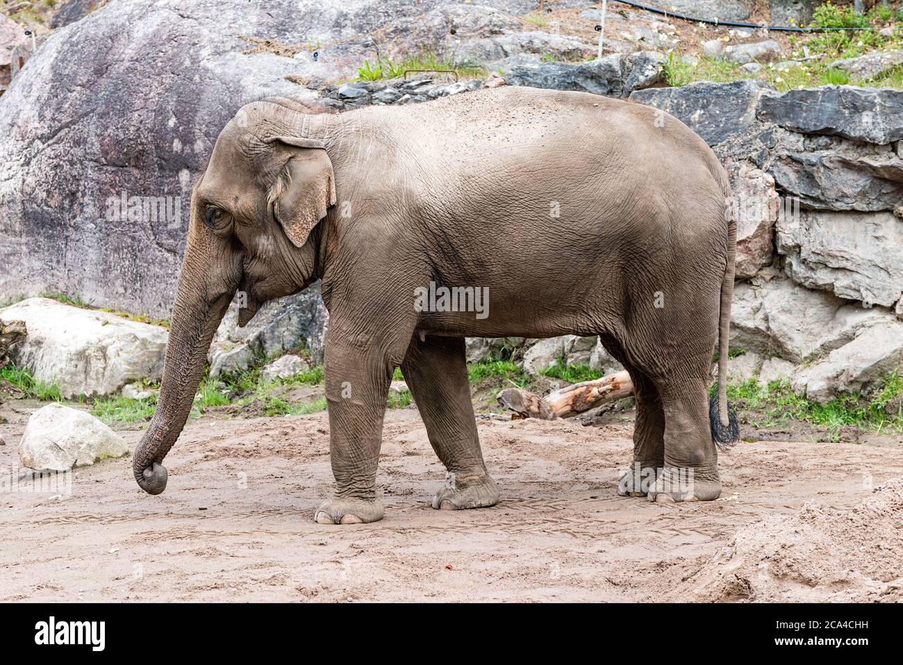 L'éléphant d'Asie (Elepha maximus). Banque D'Images