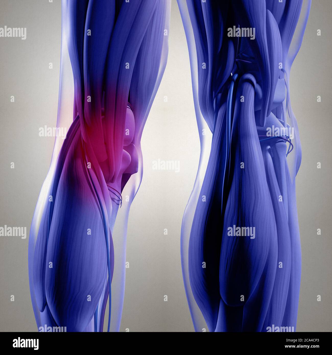 Illustration anatomique du dos des jambes, des muscles du mollet et des genoux humains. illustration 3d. Banque D'Images