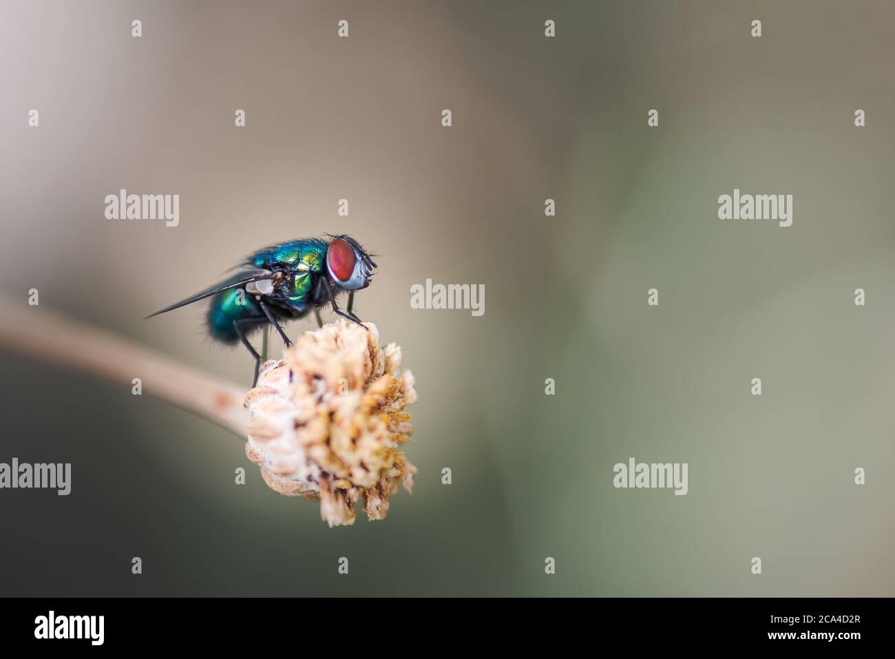 La mouche verte commune, Lucilia sericata, se reposant dans une plante en été. Palencia, Espagne. Banque D'Images