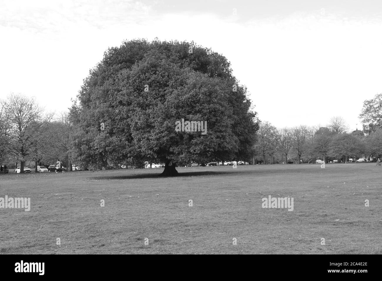 image en noir et blanc d'un arbre géant sur une pelouse Banque D'Images