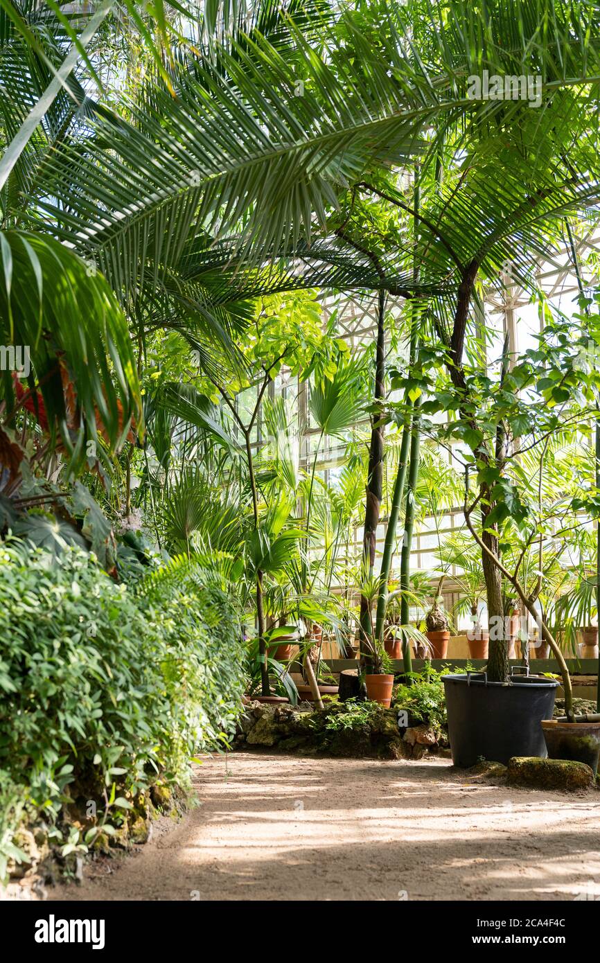 Serre tropicale avec plantes en pot à feuilles persistantes, palmiers, lianas par beau temps. Tir vertical Banque D'Images