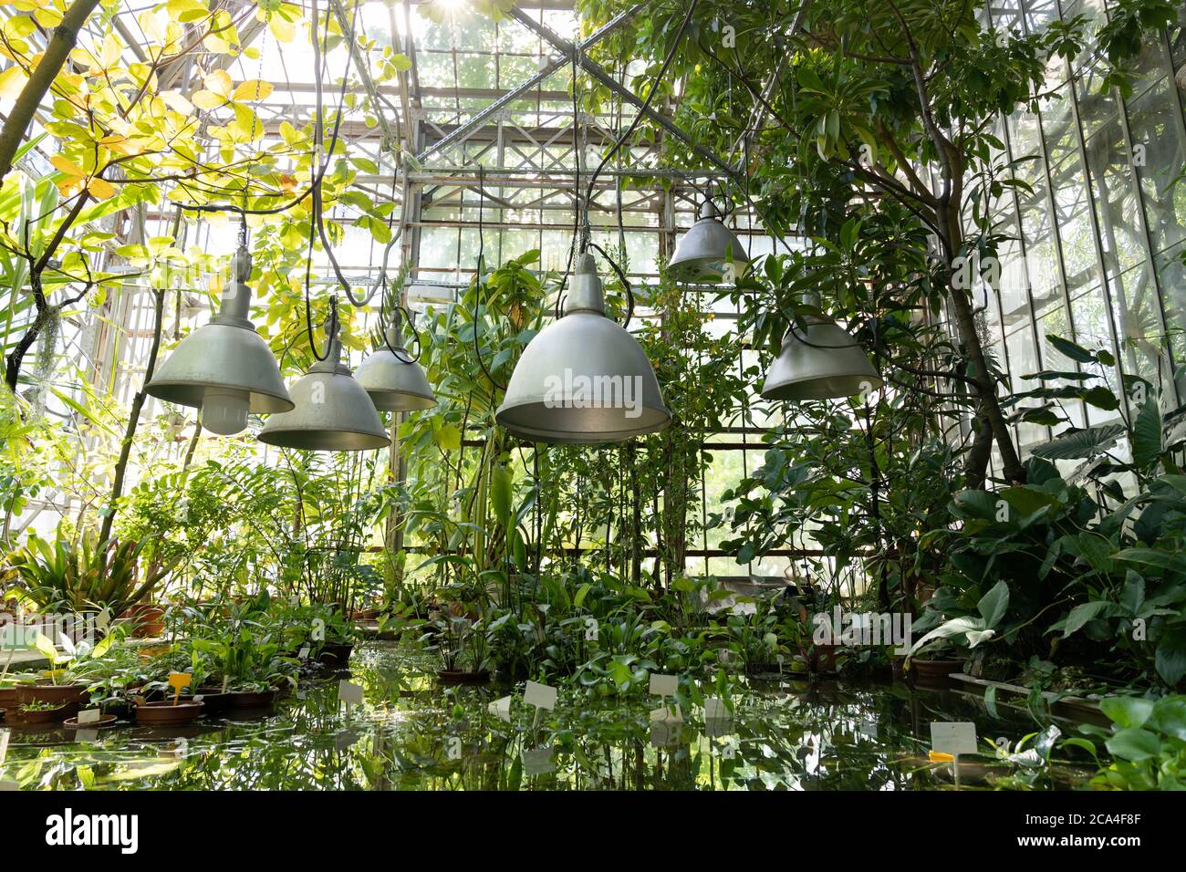 Plantes aquatiques tropicales dans un réservoir sous les lumières fluorescentes en serre. Le dimanche soir. Banque D'Images