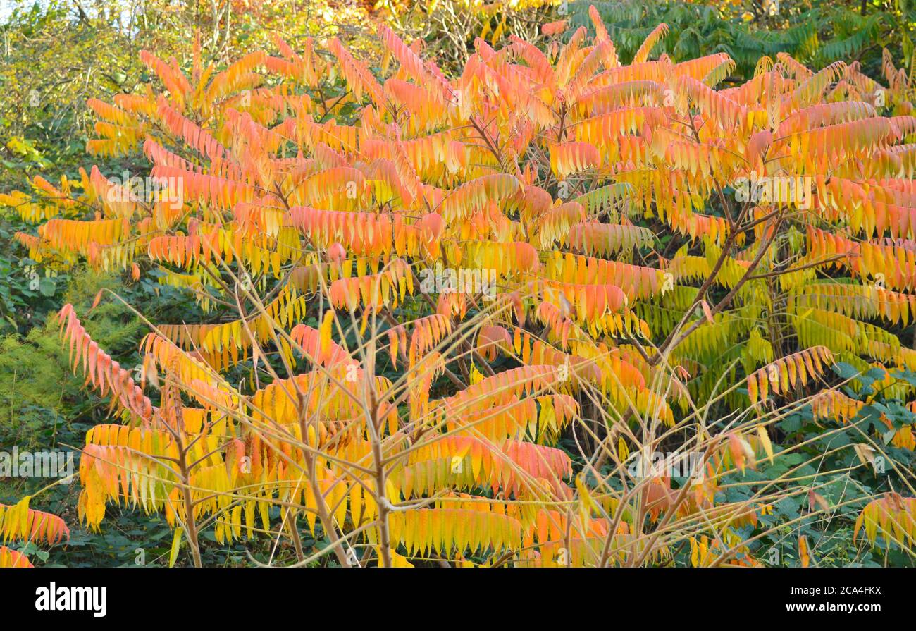 arbre avec des feuilles ayant différentes nuances de jaune et de rouge pendant l'automne regardant comme son sur le feu Banque D'Images