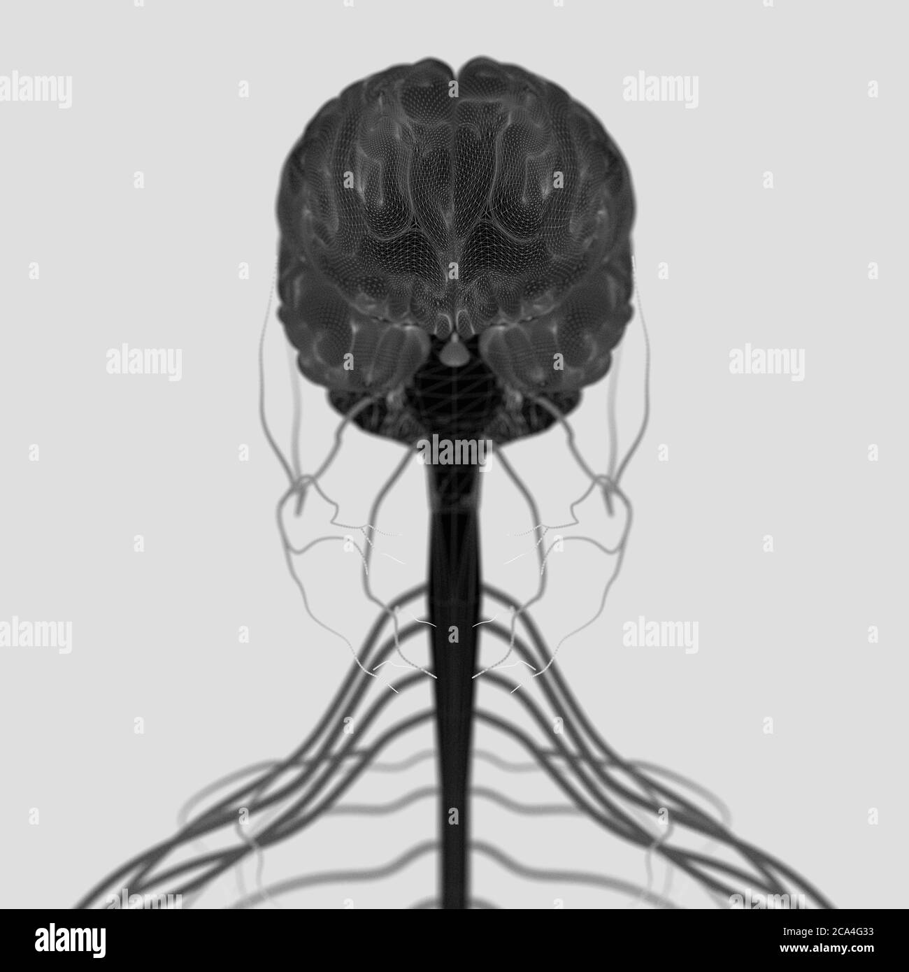 Illustration anatomique du cerveau humain et de la tige isolée, illustration 3d Banque D'Images