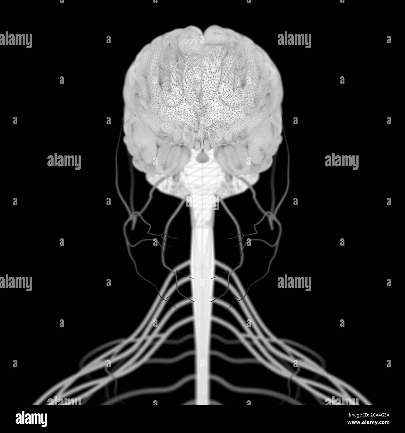 Illustration anatomique du cerveau humain et de la tige isolée, illustration 3d Banque D'Images