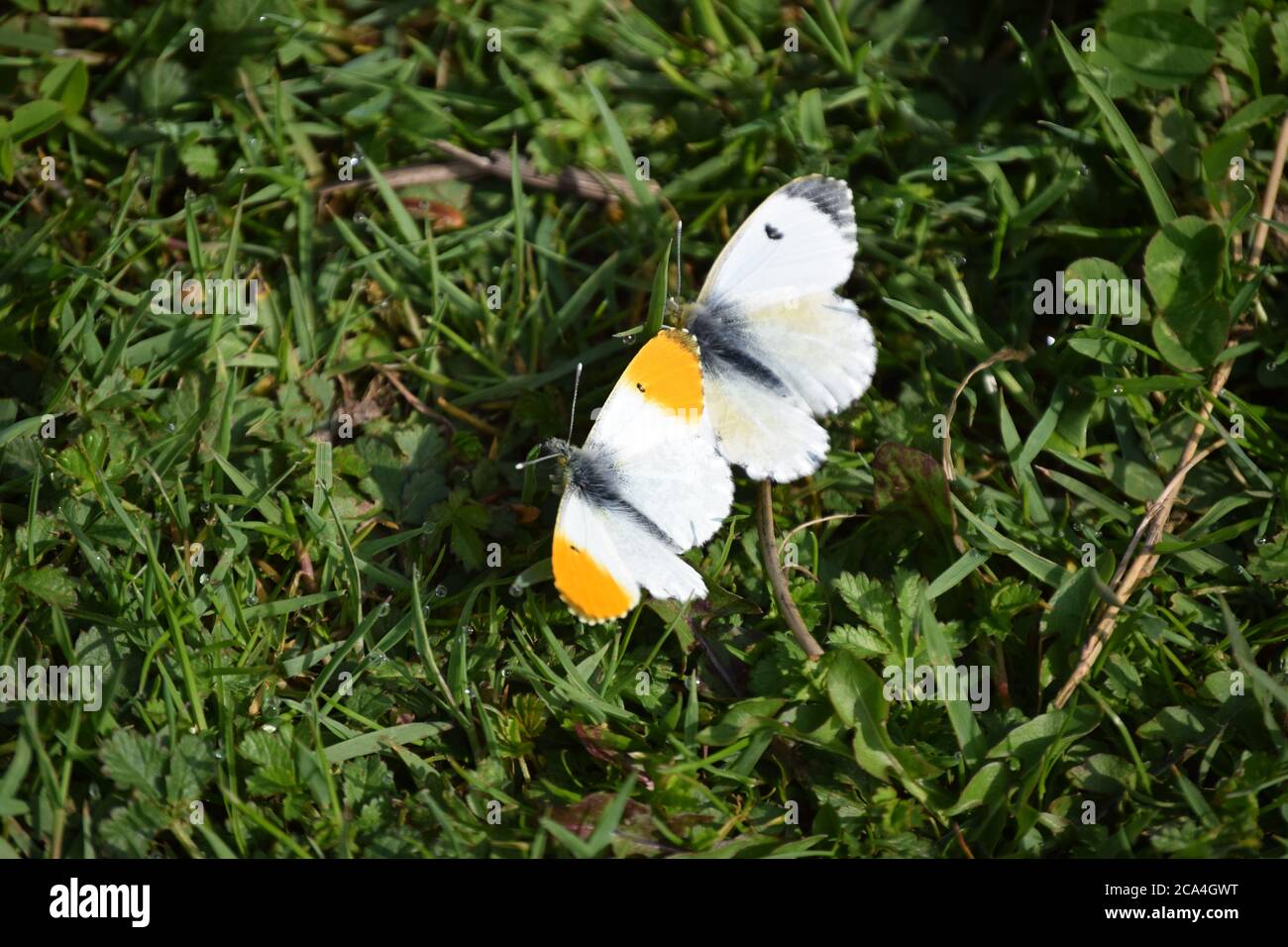 papillons à pointe orange mâles et femelles Banque D'Images