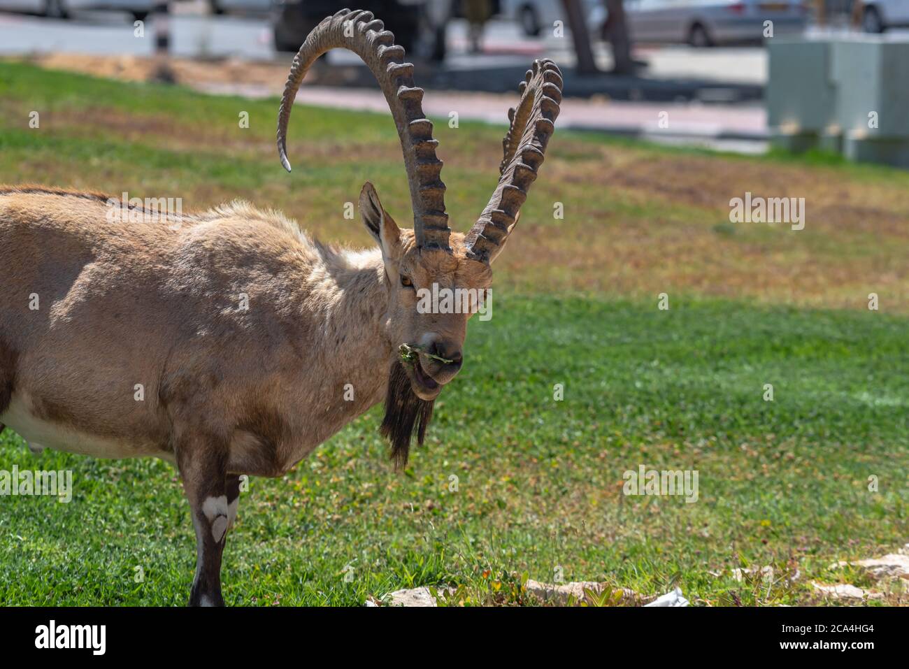 Gros plan d'un grand homme mature Ibex (Capra ibex nubiana) photographié à Mitzpe Ramon, Negev, Israël Banque D'Images