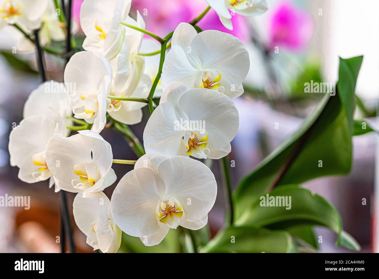 Close-up of a White Phaleanopsis Orchidée fleur Banque D'Images